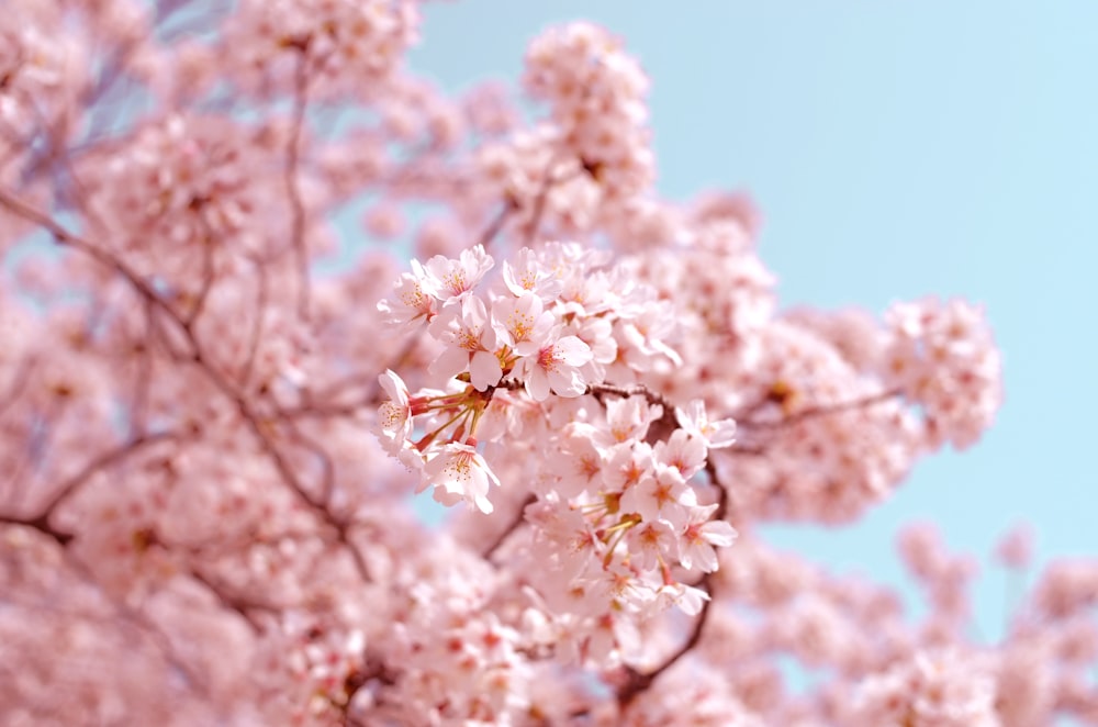 桜の木の下で学ぶイメージ